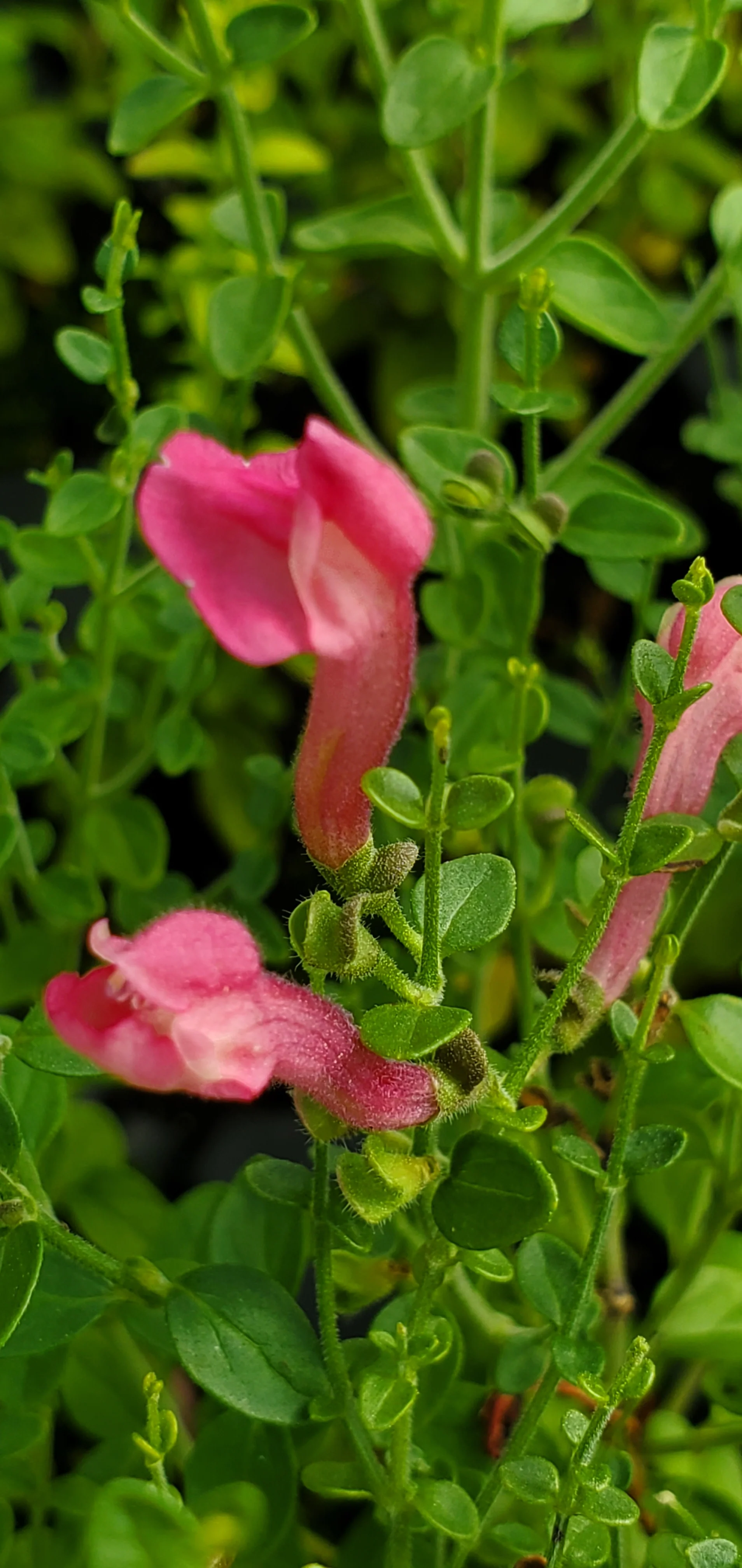 Perennials