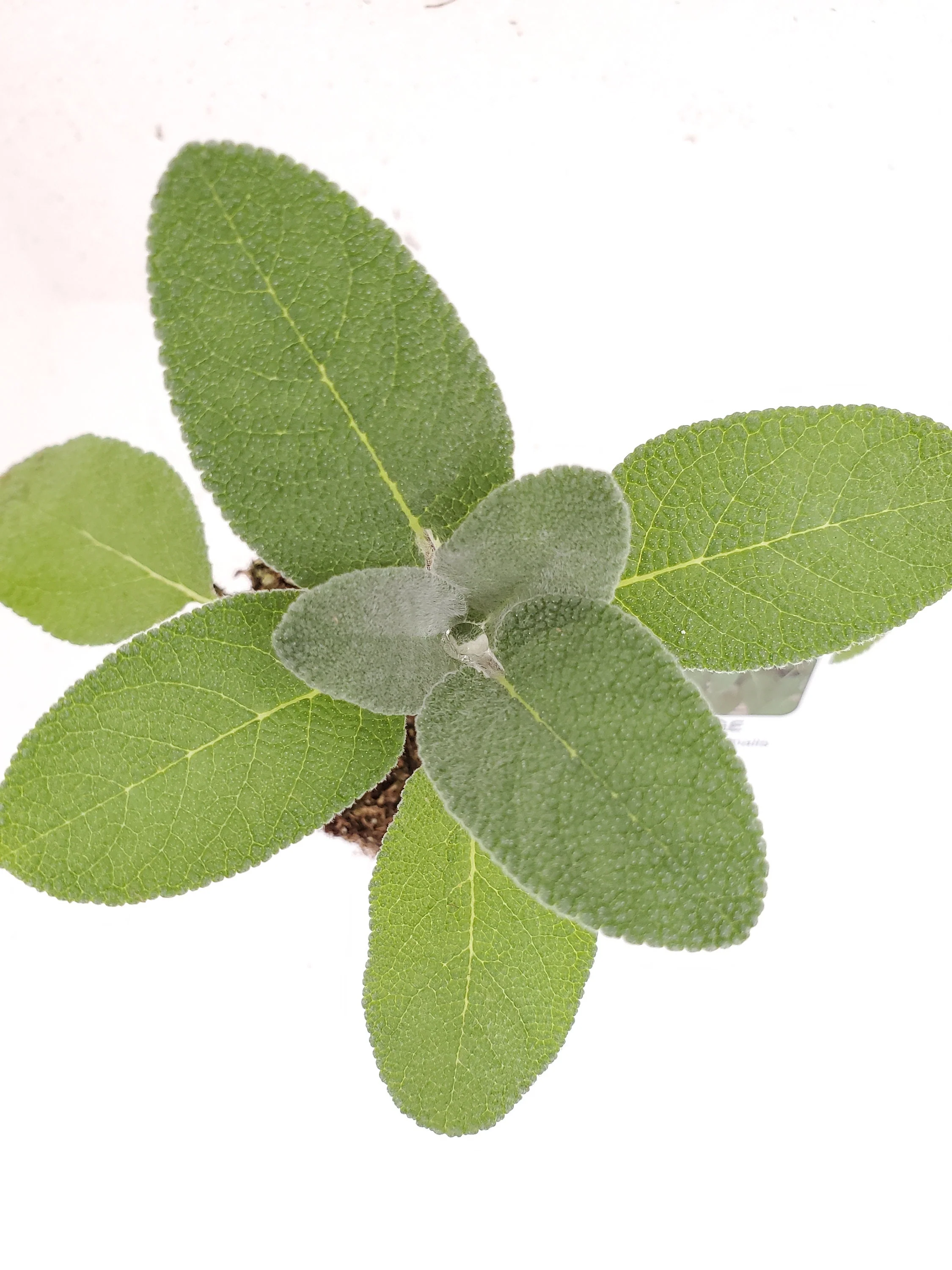 Salvia/Sage